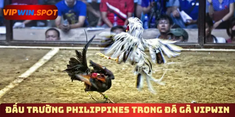 Đấu trường Philippines trong đá gà Vipwin 