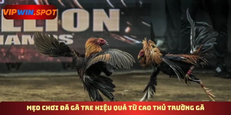 Mẹo chơi đá gà tre hiệu quả từ cao thủ trường gà