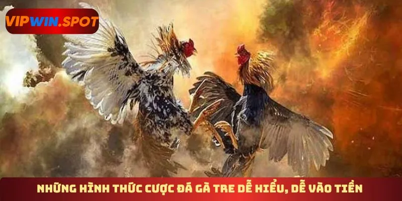 Những hình thức cược đá gà tre dễ hiểu, dễ vào tiền